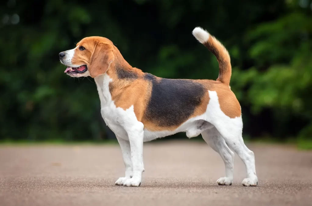 Common pet dog – Beagle插图