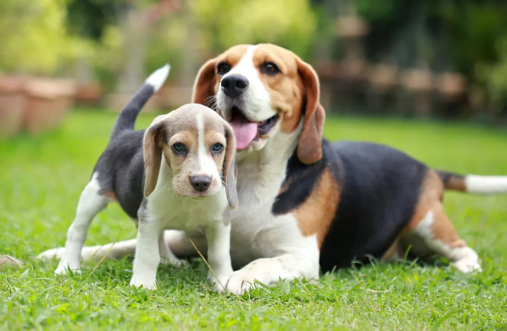 Common pet dog – Beagle插图1