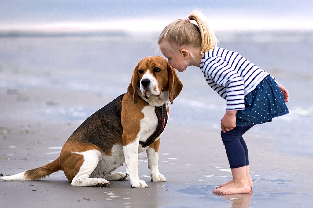 Common pet dog – Beagle插图2