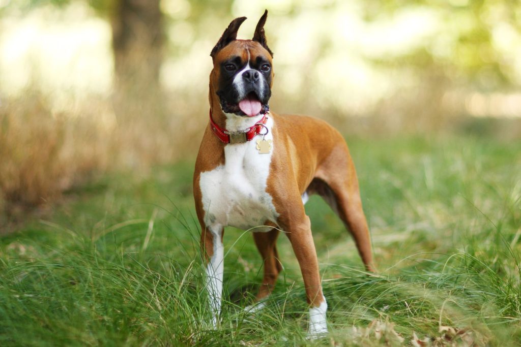 Common pet dog – Boxer插图1