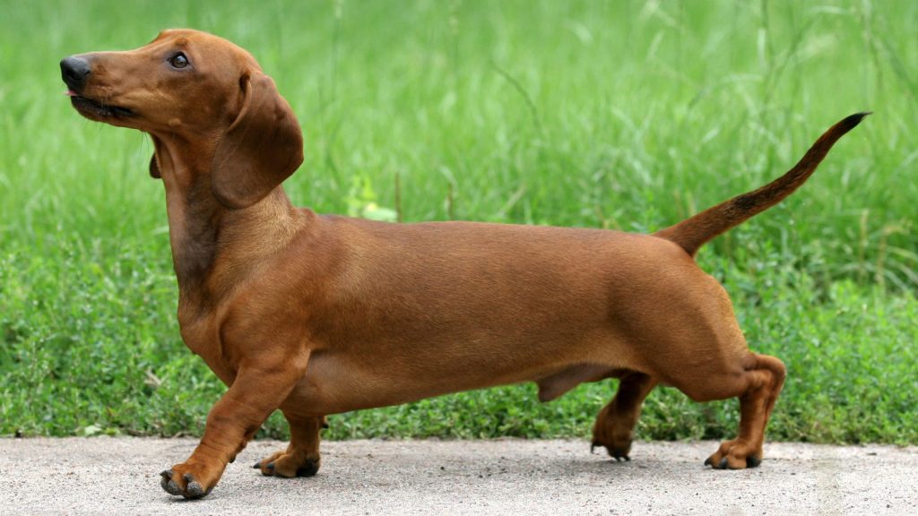Common pet dog – Dachshund插图1