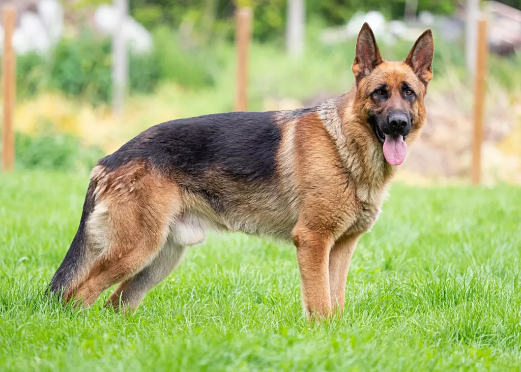 Common pet dog – German Shepherd插图