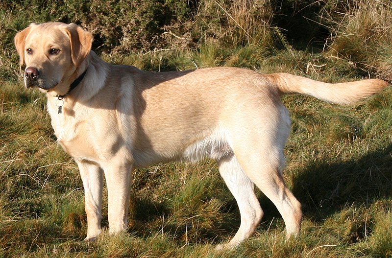 Common pet dog – Labrador Retriever插图