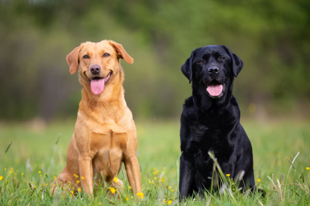Common pet dog – Labrador Retriever插图1