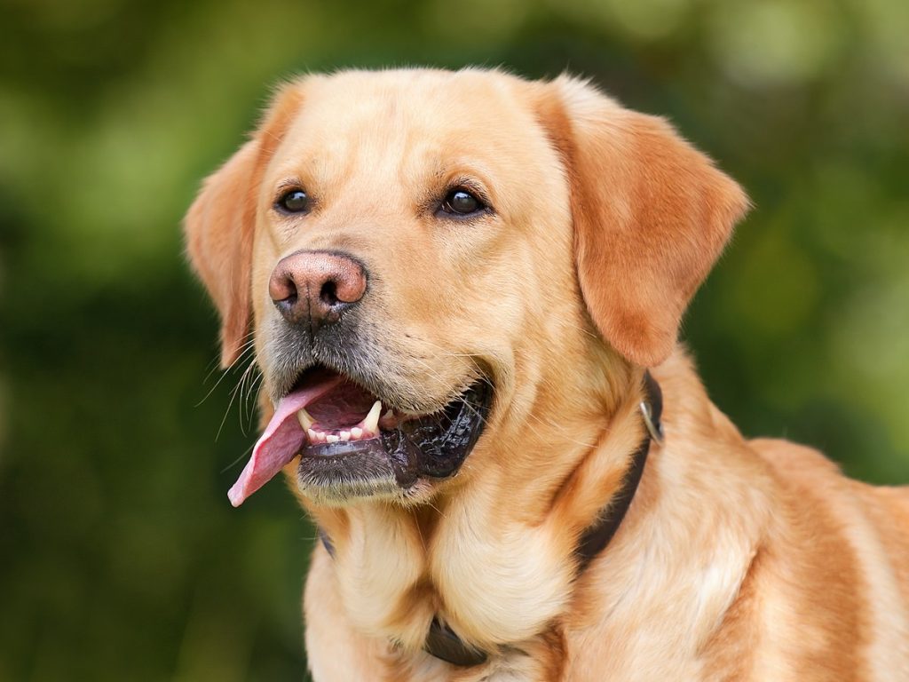 Common pet dog – Labrador Retriever插图2