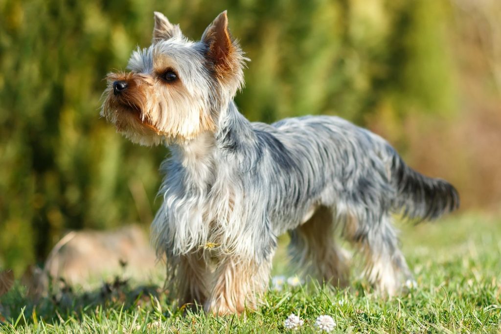 Common pet dog – Yorkshire Terrier插图1