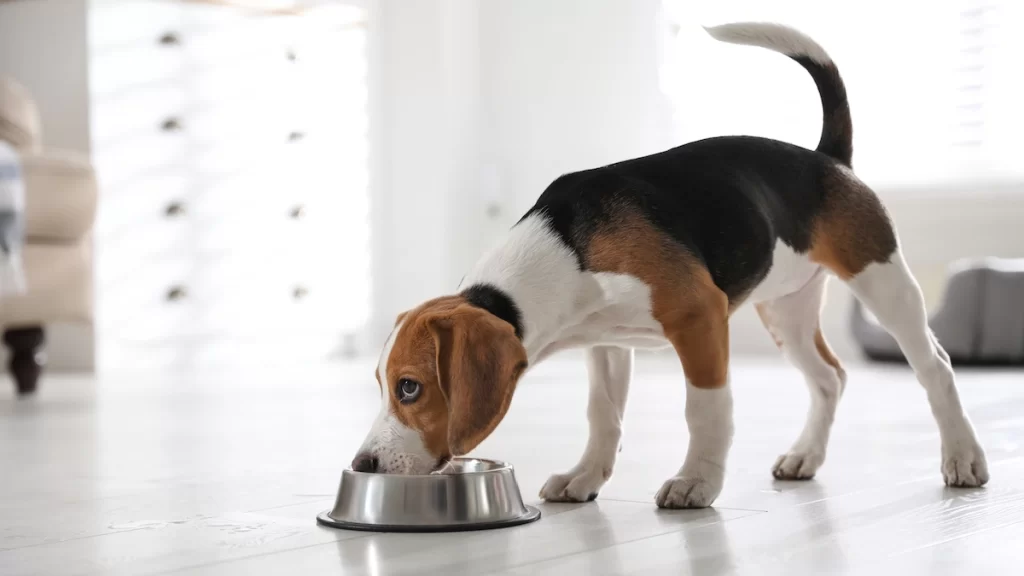 The impact of age on a dog’s nutritional needs插图