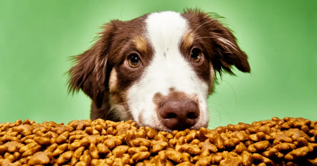 How to store your dog’s food to preserve its quality?插图3