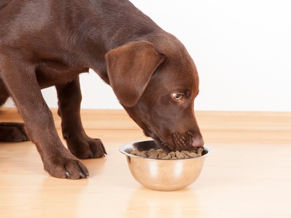 The benefits of feeding your dog a limited ingredient diet插图1