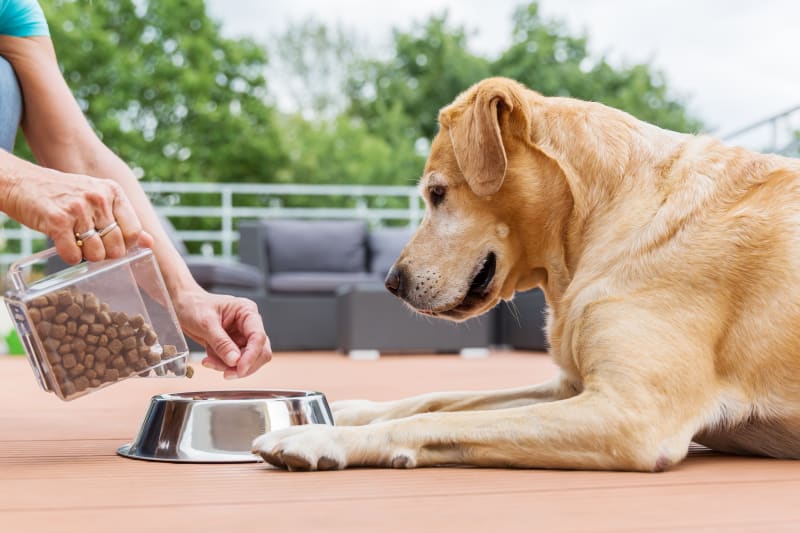 How to manage feeding your dog when you’re away from home?插图