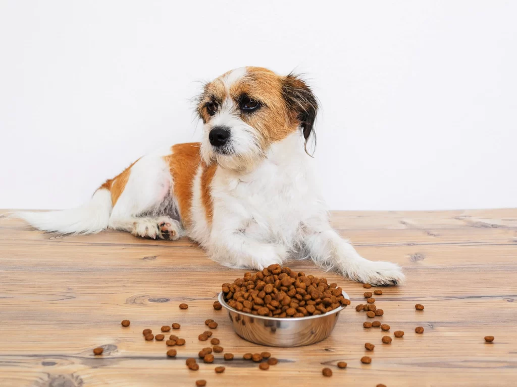 The dangers of feeding your dog chocolate插图1