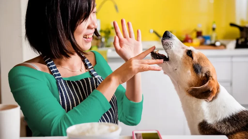 The best dog food options for active dogs插图