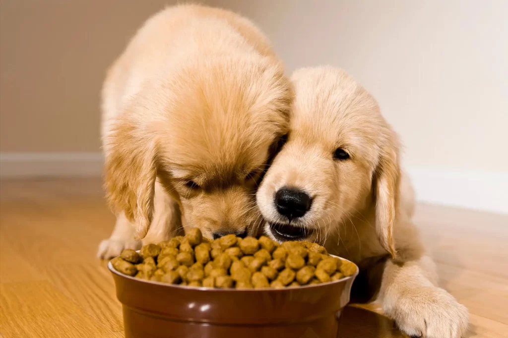 The best dog food options for active dogs插图1