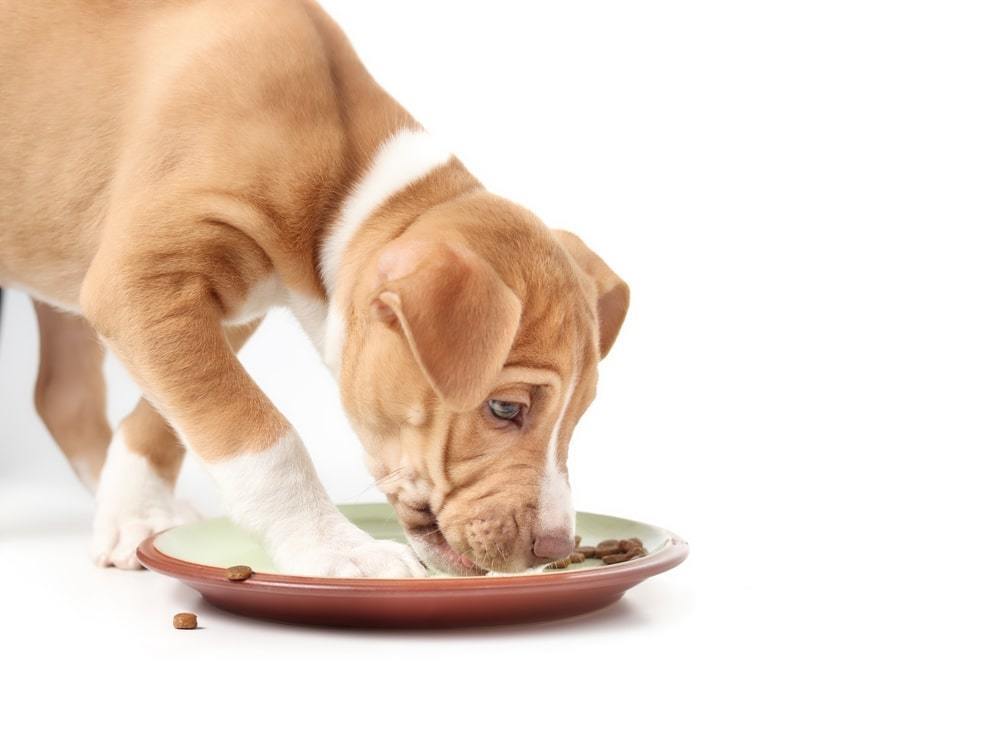 How to prevent food aggression in your dog?插图1