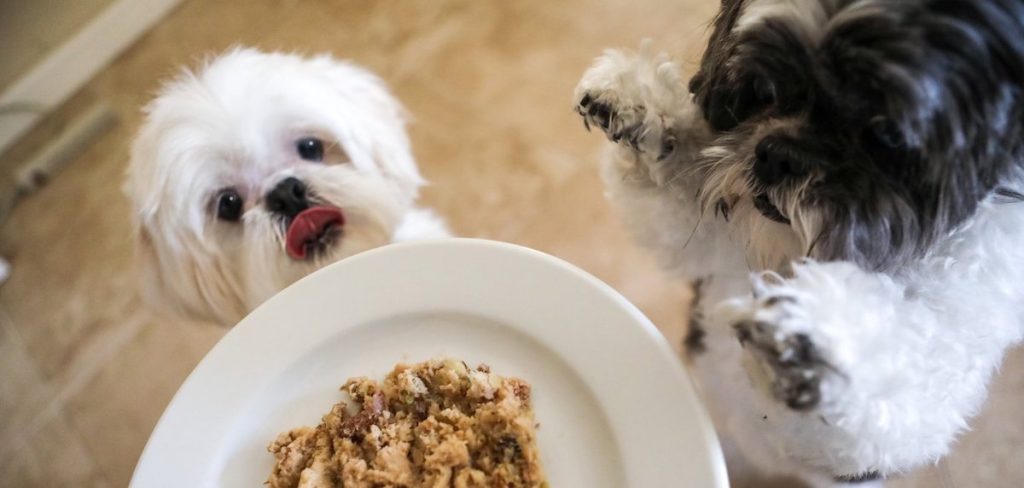 How to prevent food aggression in your dog?插图2