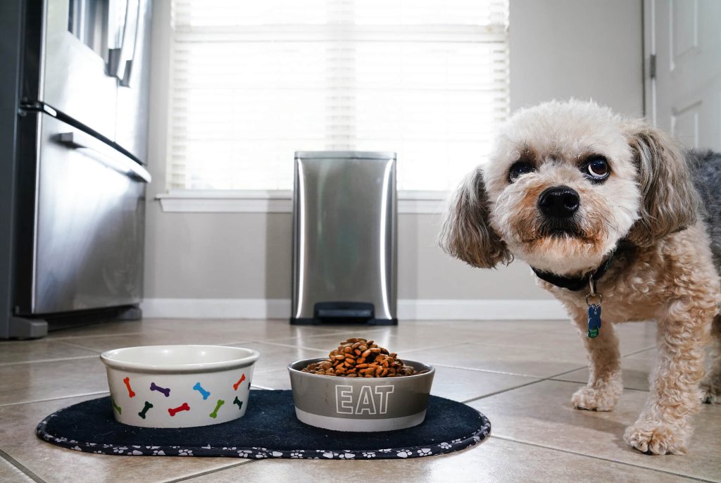 The impact of food on your dog’s anxiety levels插图1