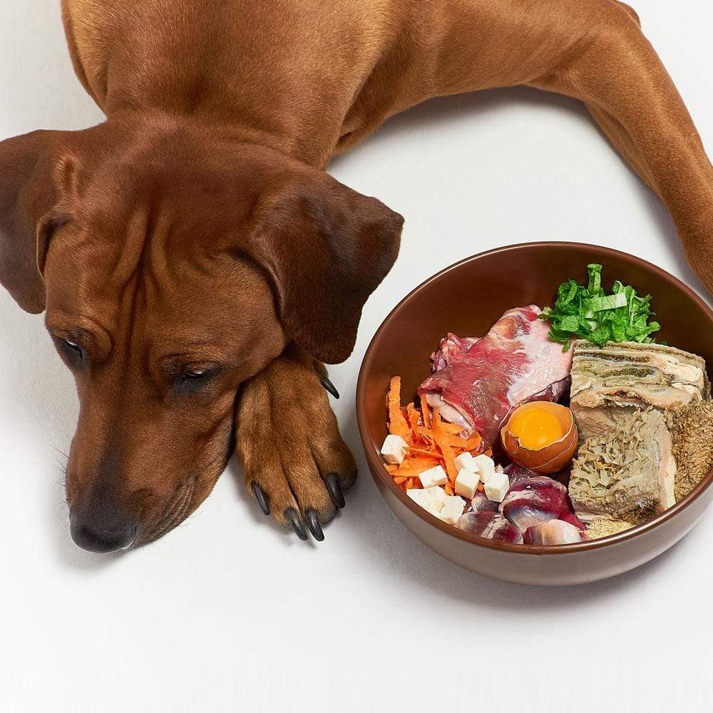 The impact of food on your dog’s sleep patterns插图1