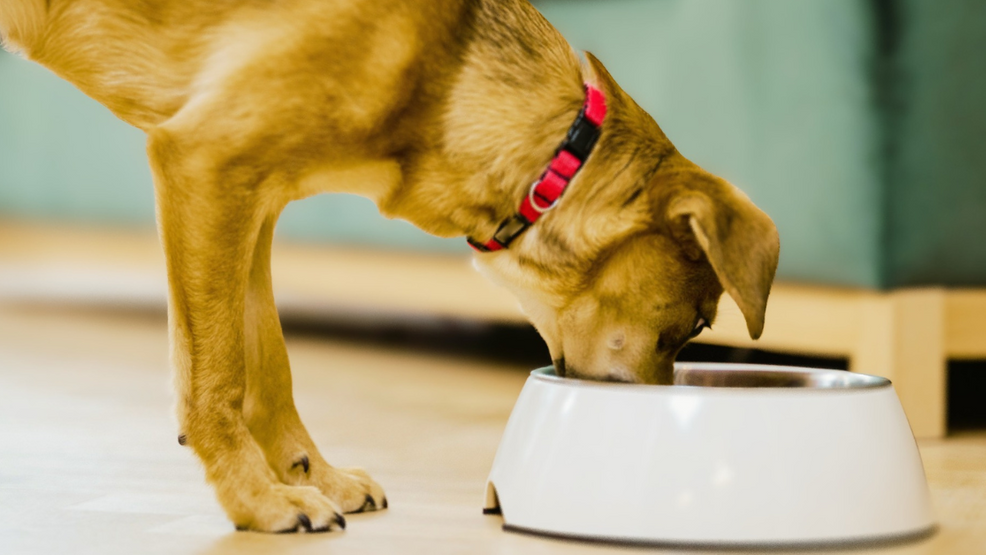 How to choose the right dog food for your pet？插图1