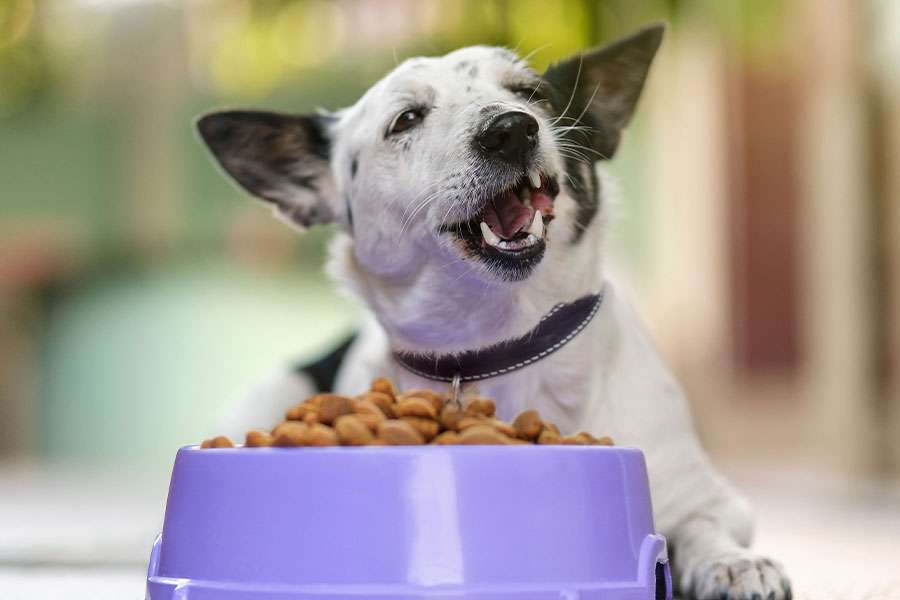 How to choose the right dog food for your pet？插图2