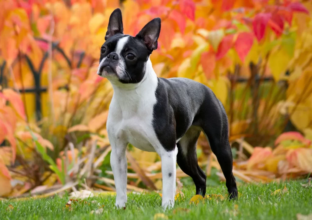 Common pet dog – Boston Terrier插图2