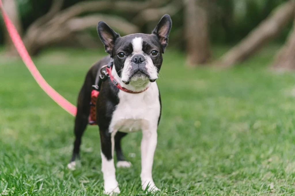 Common pet dog – Boston Terrier插图1