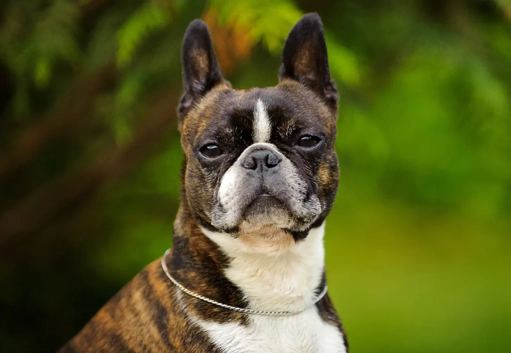 Common pet dog – Boston Terrier插图