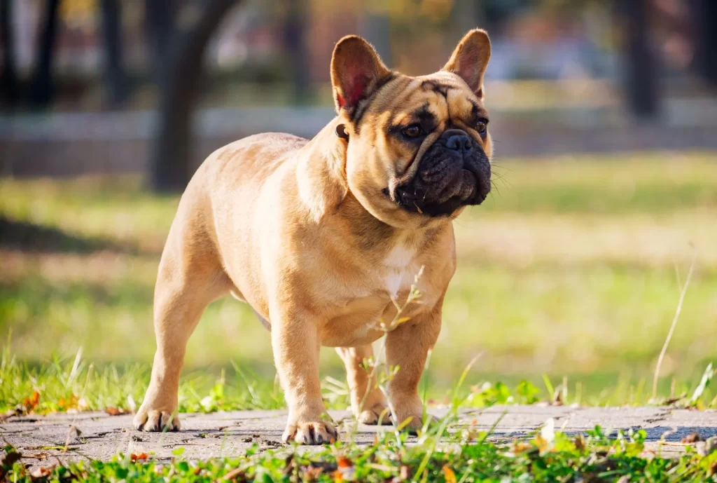 Common pet dog – French Bulldog插图