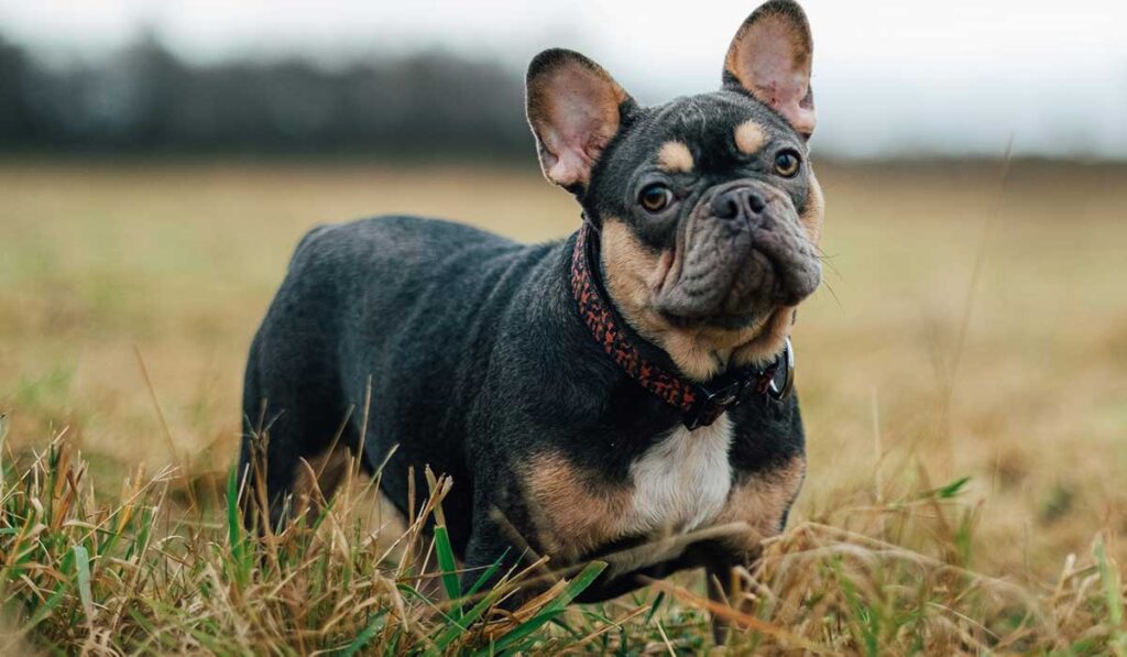Common pet dog – French Bulldog插图1