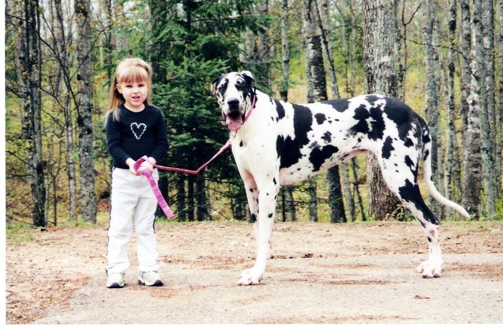 Common pet dog – Great Dane插图2