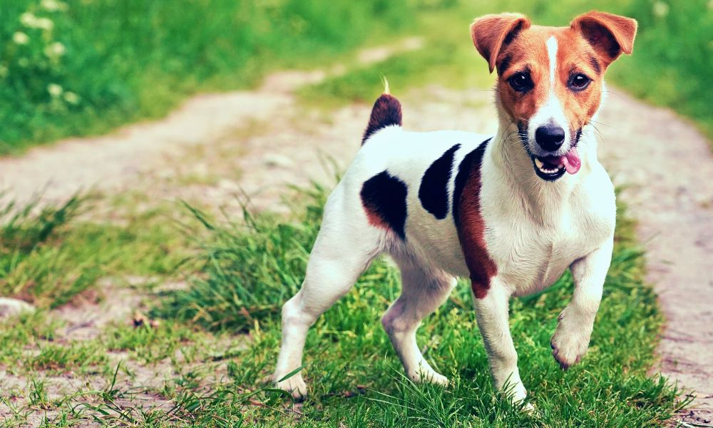 Common pet dog – Jack Russell Terrier插图