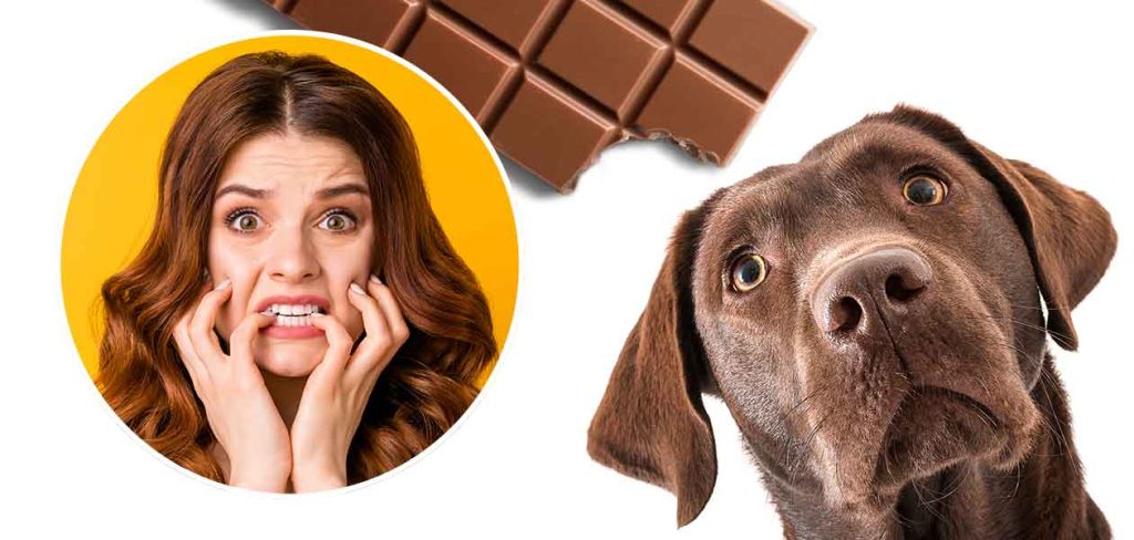 The dangers of feeding your dog chocolate插图