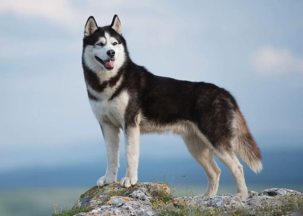 Common pet dog – Siberian Husky插图