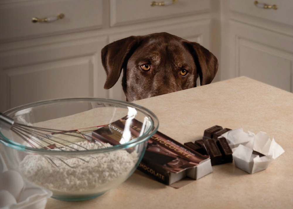 The dangers of feeding your dog chocolate插图2