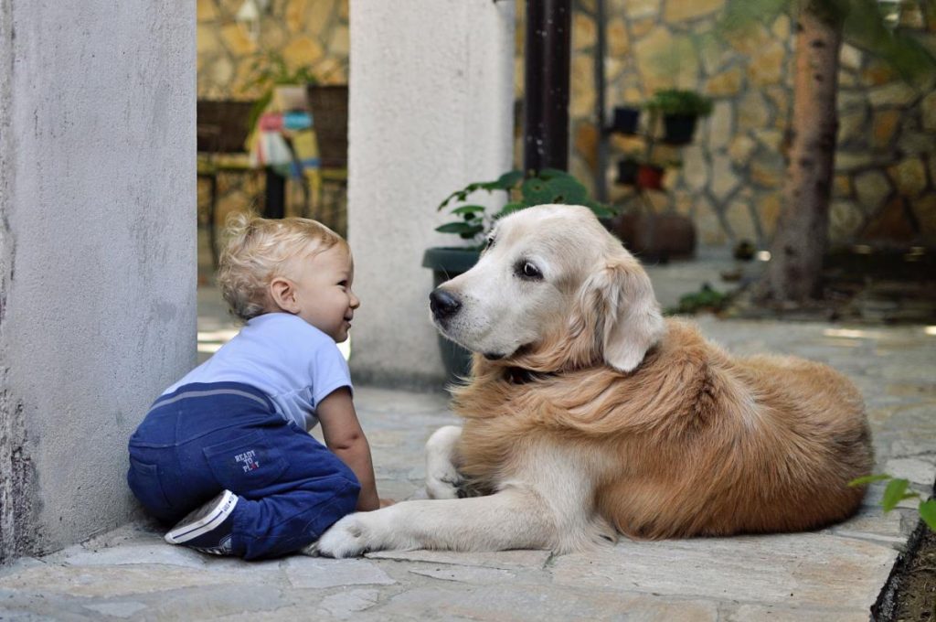 How to Teach Children to Be Gentle and Kind with Dogs?插图