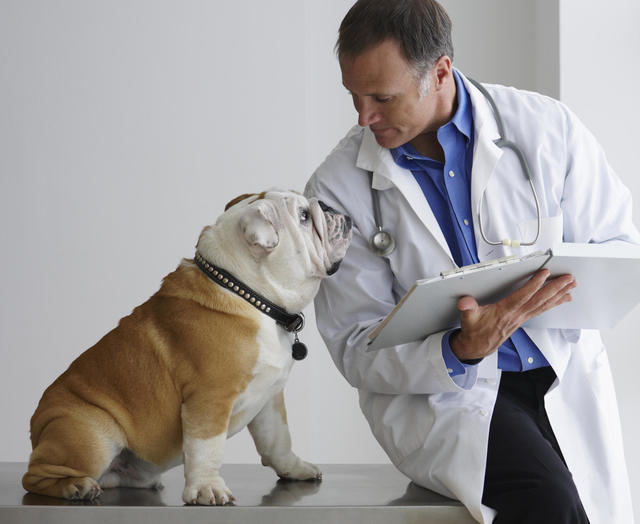 The Importance of Puppy Health Insurance: A Comprehensive Overview插图2