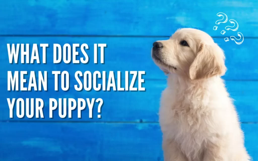 Puppy socialization plan插图
