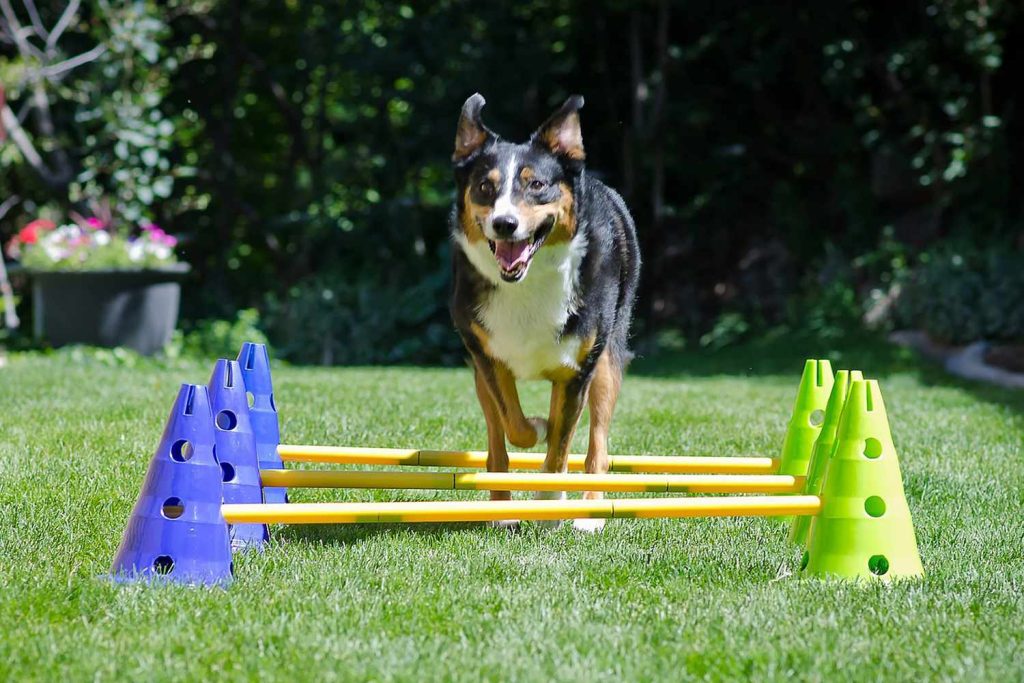 Puppy agility training supplies插图