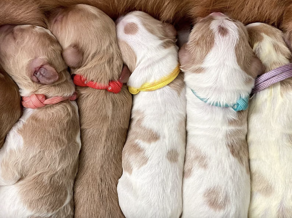 Collars for newborn puppies插图1
