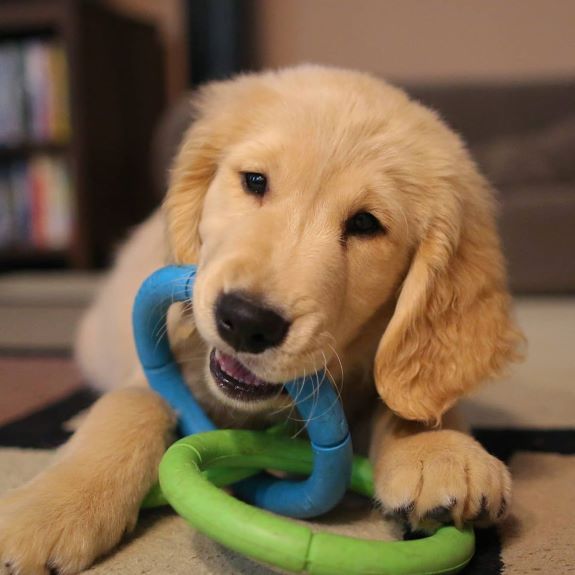 Puppy teething toys插图1