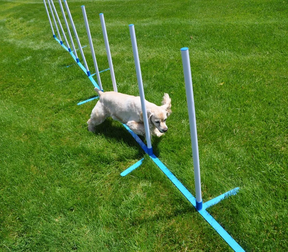 Puppy agility training supplies插图2