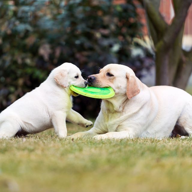 Puppy teething toys插图2