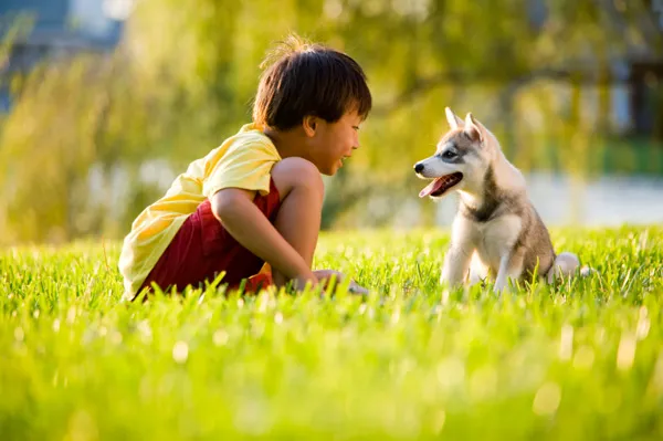 The Importance of Dog Training in Creating a Safe Environment for Children插图
