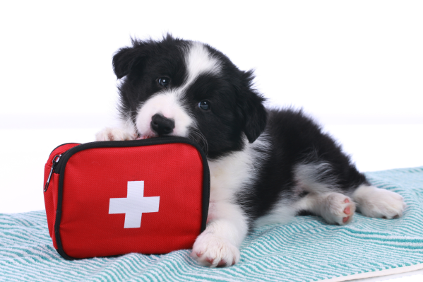 Puppy medical kit插图