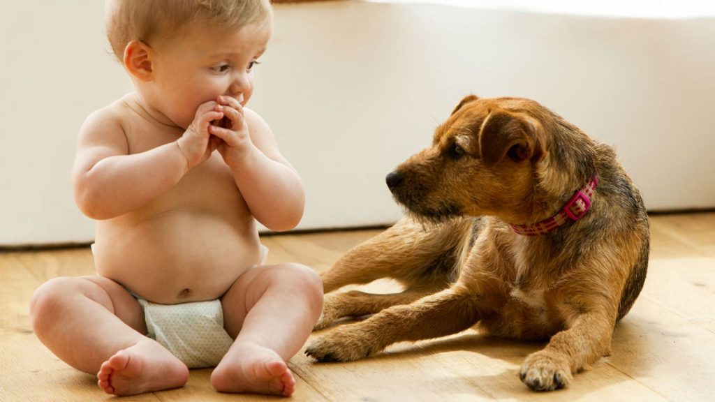 How to Prepare Your Dog for the Arrival of a New Baby?插图1