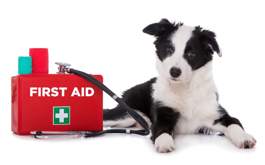 Puppy first aid kit插图1