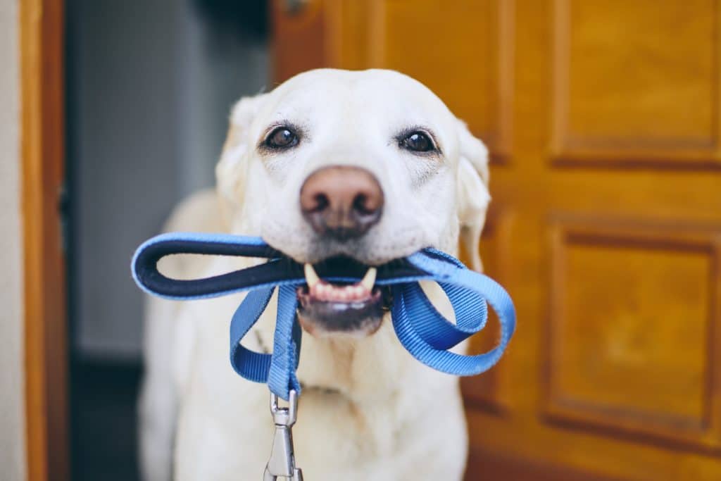 Puppy leash and collar插图1