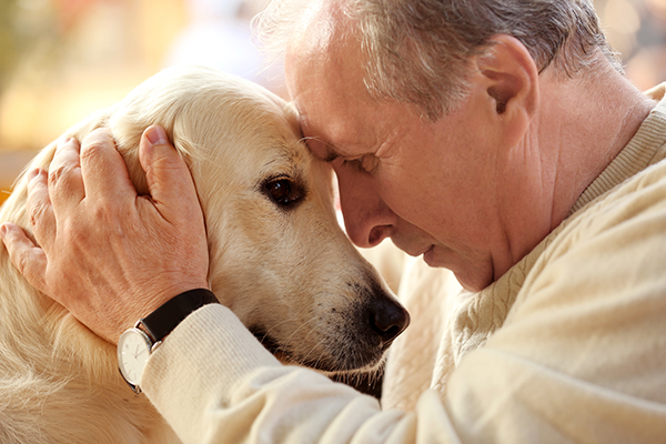 The Benefits of Companion Dogs for the Elderly插图1