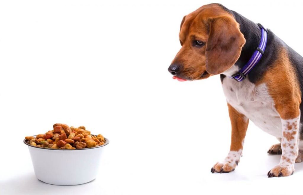 Puppy Food and Nutrition Plan: A Comprehensive Guide插图