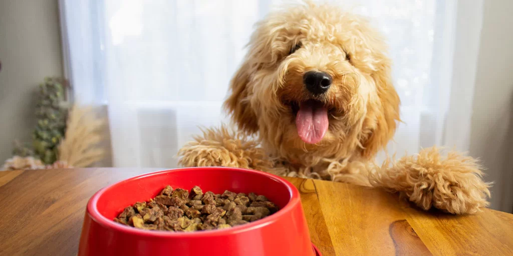 Puppy Food and Nutrition Plan: A Comprehensive Guide插图2