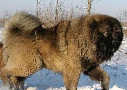 bear dog russia
